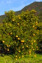 Yuzu tree at Kitoh Tokushima Royalty Free Stock Photo