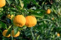 Yuzu on the tree at Kitoh Tokushima Royalty Free Stock Photo