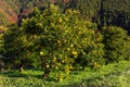 Yuzu tree at Kitoh Tokushima Royalty Free Stock Photo