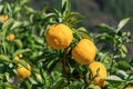 Yuzu on the tree Royalty Free Stock Photo