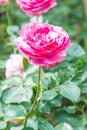 Yves Piaget Rose or Pink Rose in Garden