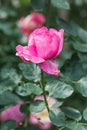 Yves Piaget Rose or Pink Rose in Garden