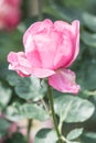 Yves Piaget Rose or Pink Rose in Garden