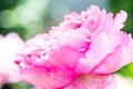 Yves Piaget Rose or Pink Rose in Garden