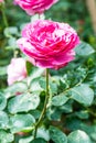 Yves Piaget Rose or Pink Rose in Garden