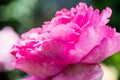 Yves Piaget Rose or Pink Rose in Garden