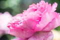 Yves Piaget Rose or Pink Rose in Garden