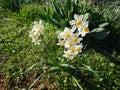 Ywllow and white daffodil in blossom Royalty Free Stock Photo