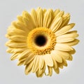 Yellow gerbera flower isolated on white background. Royalty Free Stock Photo