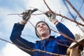 Yyoung man pruning apricot brunches with the pruner