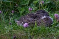 Young duck preening herself on the river bank Royalty Free Stock Photo