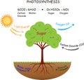 Photosynthesis process of plants vector illustration