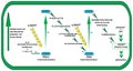 Z Scheme in Plants Light Reaction