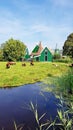 Grazing sheeps in Zaanse Schans, the Netherlands.