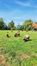Grazing sheeps in Zaanse Schans, the Netherlands.