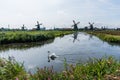 Zaanse Schans green Windmills and white Swan Swimming in water channel on foreground