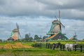 Zaanse Schans with Windmills and Cows on a Cloudy Day Royalty Free Stock Photo