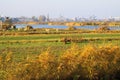 View over rural landscape with crop field, river and sheep on windmills and skyline of dutch city