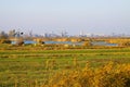 View over rural landscape with crop field, river and sheep on windmills and skyline of dutch city