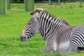 Zebra laying down