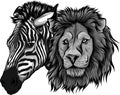 zebra and lion head vector illustration design Royalty Free Stock Photo