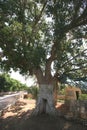 Zaccheus Sycamore Tree in Jericho Royalty Free Stock Photo