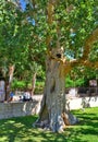 Zaccheus Sycamore Tree  is one of the top tourist attractions in Jericho Royalty Free Stock Photo