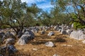 Zadar, Croatia - August 2021. idyllic ancient Mediterranean olive tree garden