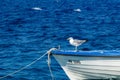 Seagull on a boat Dalmatia Croatia