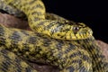 Zadar dice snake Natrix tessellatus flavescens Royalty Free Stock Photo