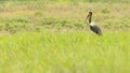 Zadelbekooievaar, Saddle-billed Stork, Ephippiorhynchus senegalensis