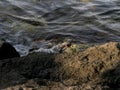 Zagaya crab on a rock, grapsus grapsus crab in the lesser antilles