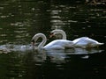 Zagreb, Maksimir, beautiful, town,recently,Beautiful, view ,white swans, love