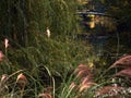 Zagreb, Maksimir, beautiful, town,recently,Beautiful, view ,white swans, love