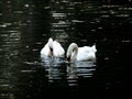 Zagreb, Maksimir, beautiful, town,recently,Beautiful, view ,white swans, love