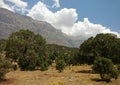 Zagros Oak Forest in Dena Mountain Royalty Free Stock Photo