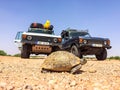 Zaida, Morocco - April 10, 2015. Greek tortoise walking through the dirt road stopped two vintage off road cars on road trip