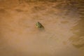 Zaida, Morocco - April 10, 2015. Turtles head above water in feeder of the river Moulouya with orange color Royalty Free Stock Photo