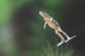 Zaire dwarf clawed frog