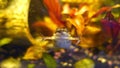 Zaire Dwarf Clawed Frog or Hymenochirus boettgeri frog in aquarium