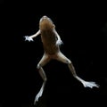 Zaire Dwarf Clawed Frog Hymenochirus boettgeri
