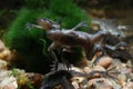 Zaire Dwarf Clawed Frog Hymenochirus boettgeri