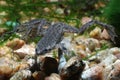 Zaire Dwarf Clawed Frog Hymenochirus boettgeri