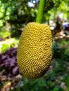 Zak fruit clous view selective focus