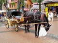 ZAKOPANE, POLAND.The horse eats a forage on the street