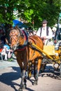 Zakopane, Poland-July 3, 2015:Harnessed Horse stands, at the Krupo Royalty Free Stock Photo