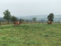 Cows overlook a pasture and foggy mountains in Zakopane Ã¢â¬â Poland