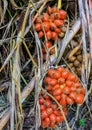 Zalacca, Traditional seasonal Sweet fruit flavors of Thailand