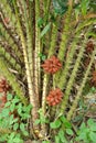 Zalacca, Traditional seasonal Sweet fruit flavors