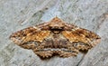 Zale moth camouflaged on tree bark. Royalty Free Stock Photo